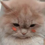 ~ Kitten Fan Group ~