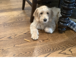 Lulu_Dogs rule!!!