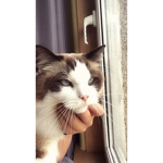 Amy’s cats
