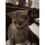 I gattini cute