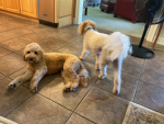 Teddy & Gracie