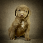 Love dogs here :)