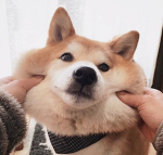 로블국