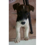 Amigos do Dog