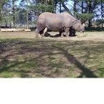 Official Rhino Squad Forever
