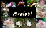 Axolotls r qts :]