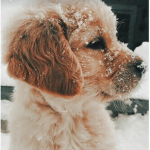 .Puppy.closet.
