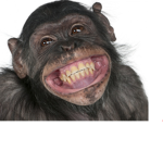 smiling monkeys.