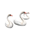 Swans in back