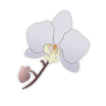 ⊹ orchid mist