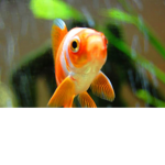 Mr.goldfish Squad