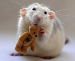 !RAT ARMY!