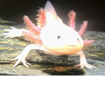 Axolotls_aresocute