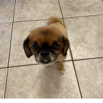 Puppy smiles!