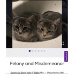 cataronis