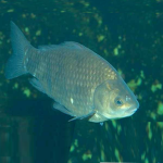 fishes basement