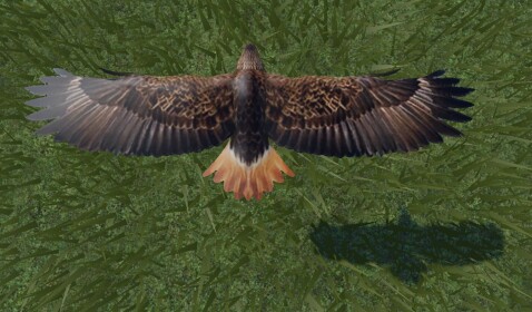 Band of the Hawk