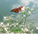 Butterfly creation