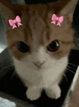 meow meow studio's