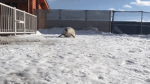 SealARMY