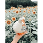 Kylies sunflowers!