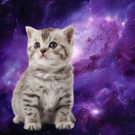 loveforcats