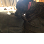Puppy CO. Official Group
