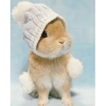 bunny fun fan club