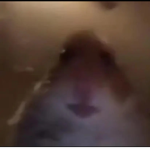 ggrr