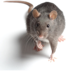 Ratty sqaudz