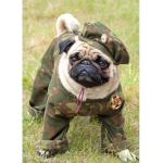 Pug Police