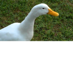 Du c k y
