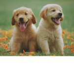 Dogs and besties forever