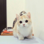 Cat goes moew