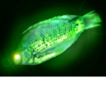 Radioactive Fish