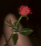 ~Cherry Rose~