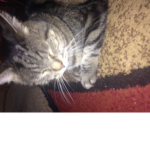 cat cat group cus u like cat!