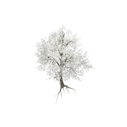 Snow Tree