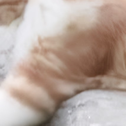 ✧