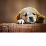 Puppy hasan