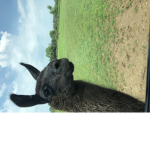 Ze Llama Land