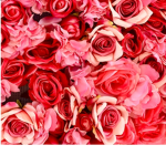 The Roses Clothing Store