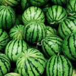 this is the watermelon army