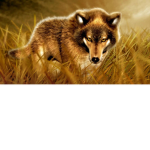 The DOGE fans!!
