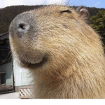The Capybara Club House