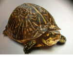TurtleSquad1324