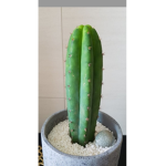 선인장 파티!