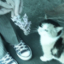 ⊱✿⊰