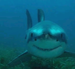 Sharkygang:D