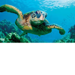 help the turtles